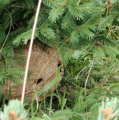 Primärnester sind klein und kugelförmig. Man findet sie im Frühling im Siedlungsgebiet an wetter-geschützten Orten.